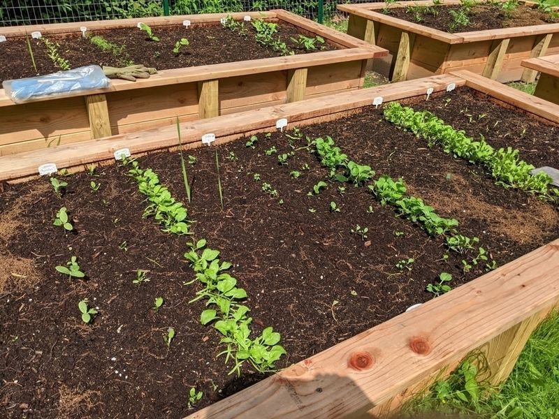 Prepare Beds Before Planting
