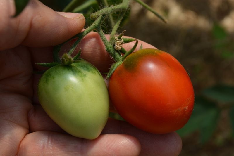 Pick The Right Variety For Your Region