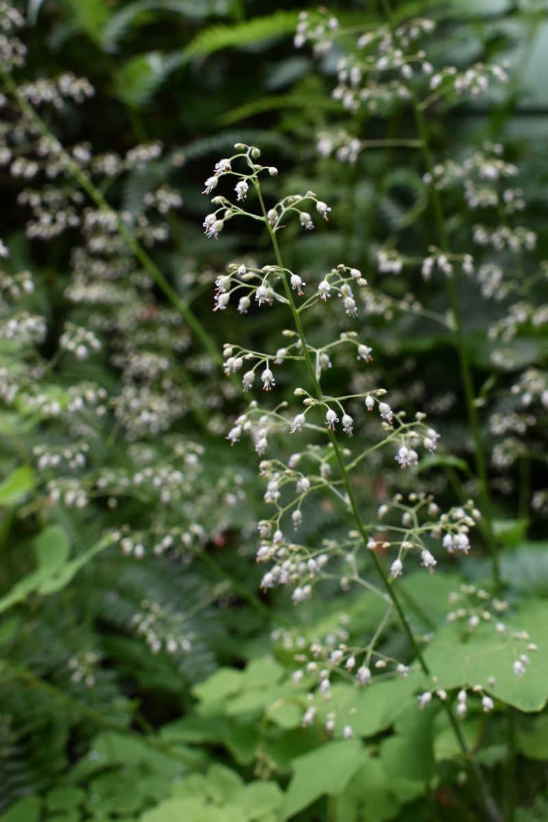 Small-Flowered Alumroot For Delicate Spring Interest