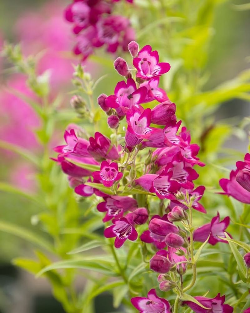Rose Penstemon