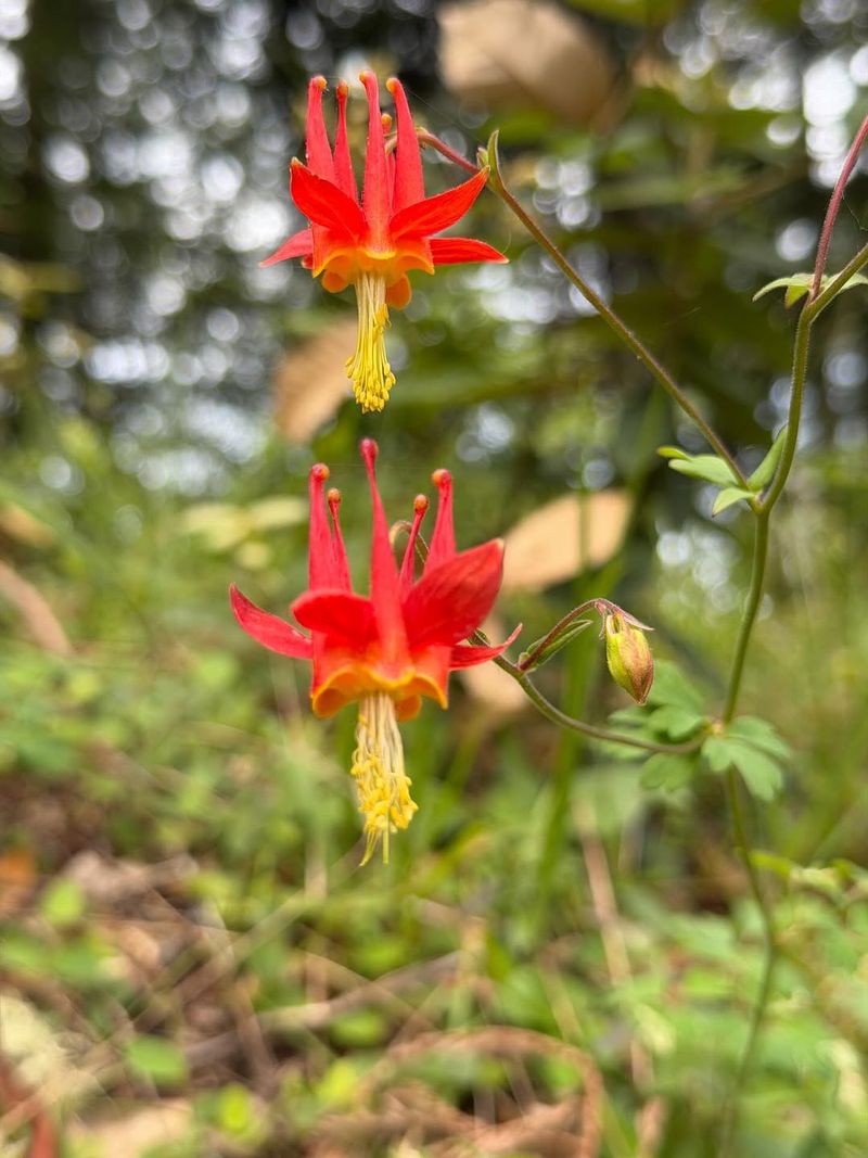 Western Columbine