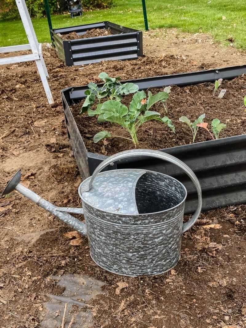 Switching To Early Morning Watering To Reduce Loss