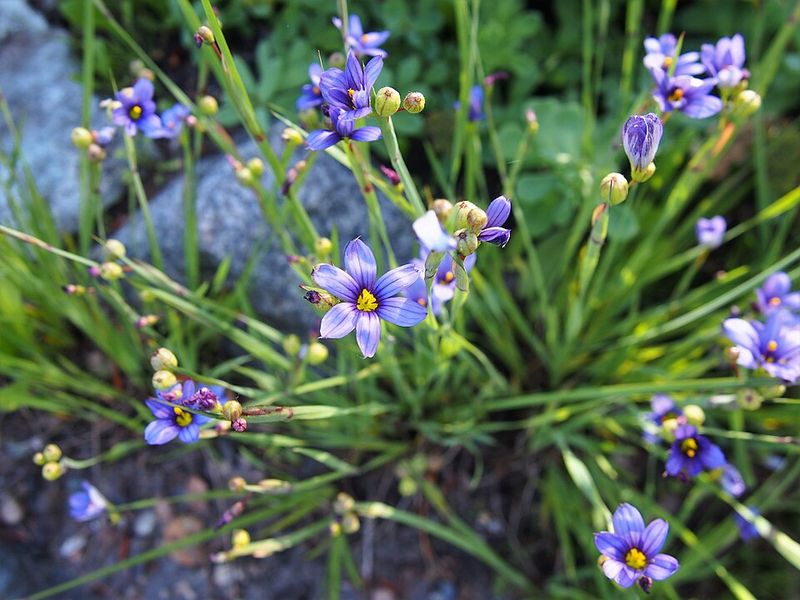 Blue Eyed Grass Brings Soft Blooms To Sunny Beds