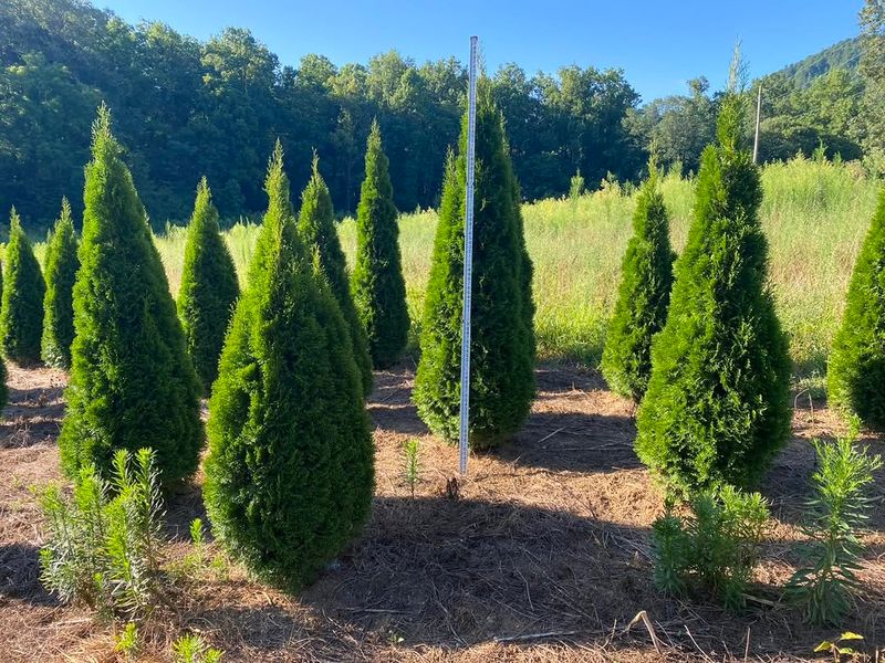 Arborvitae Builds Height Quickly For Full Coverage
