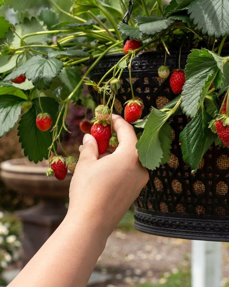 Strawberries Keep Producing Well In Hanging Baskets