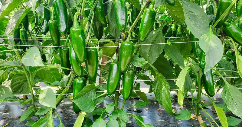 Peppers That Love Heat And Deliver Steady Harvests