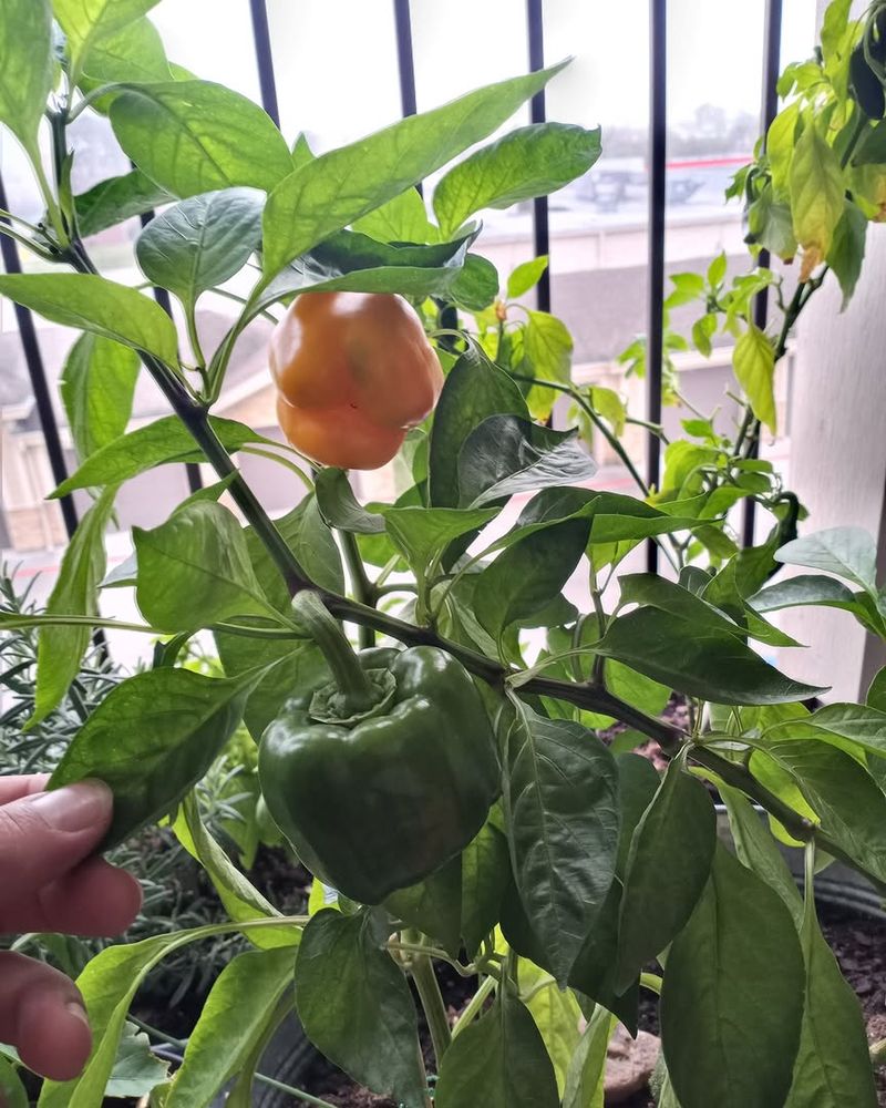 Peppers That Thrive With A Little Heat