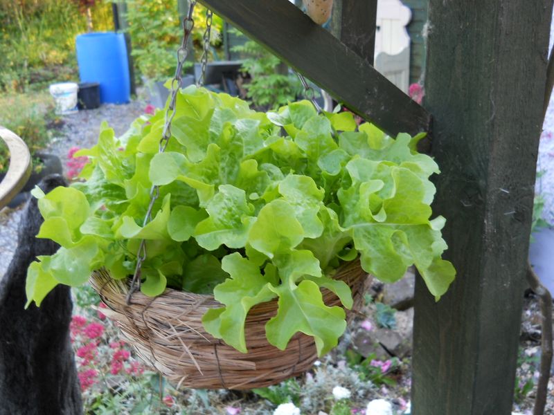 Lettuce (Leaf Varieties Like Romaine Or Butterhead)
