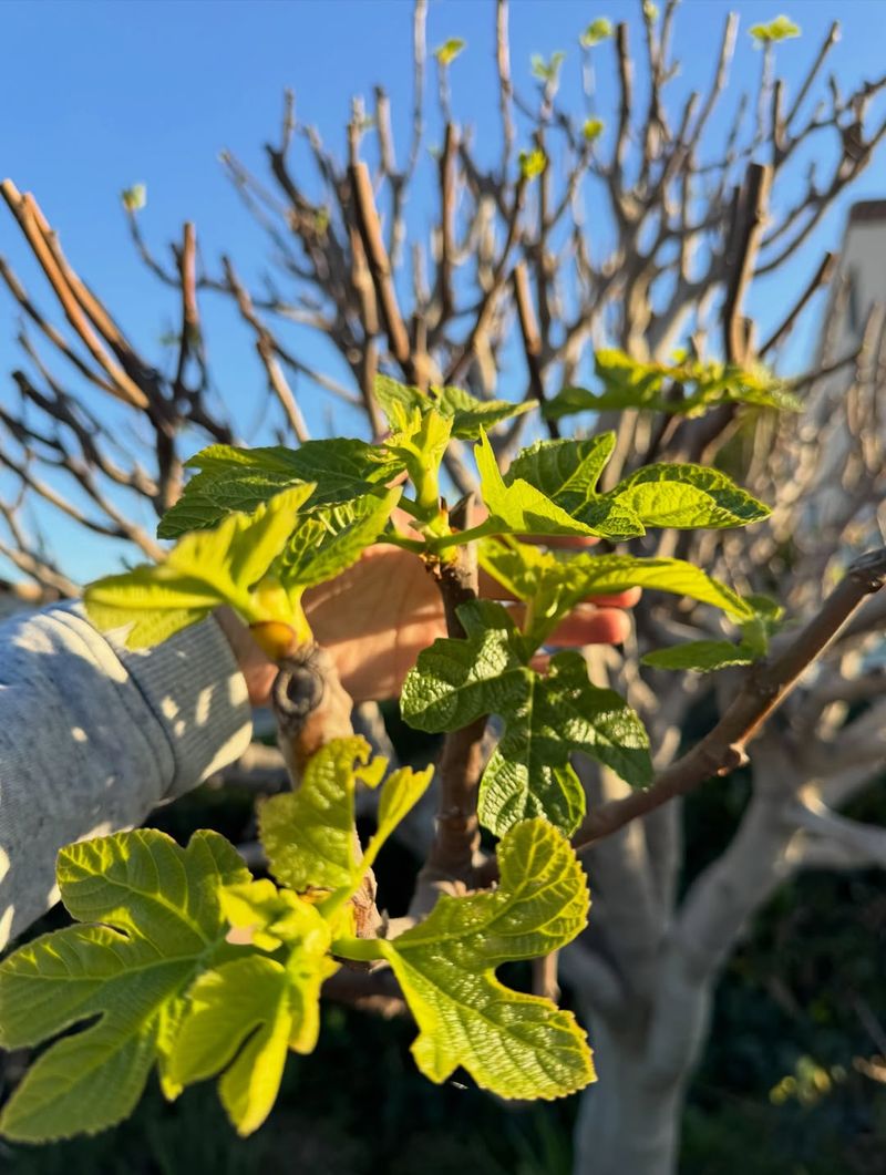 Fig Trees Do Best With Minimal Feeding As Leaves Begin To Form