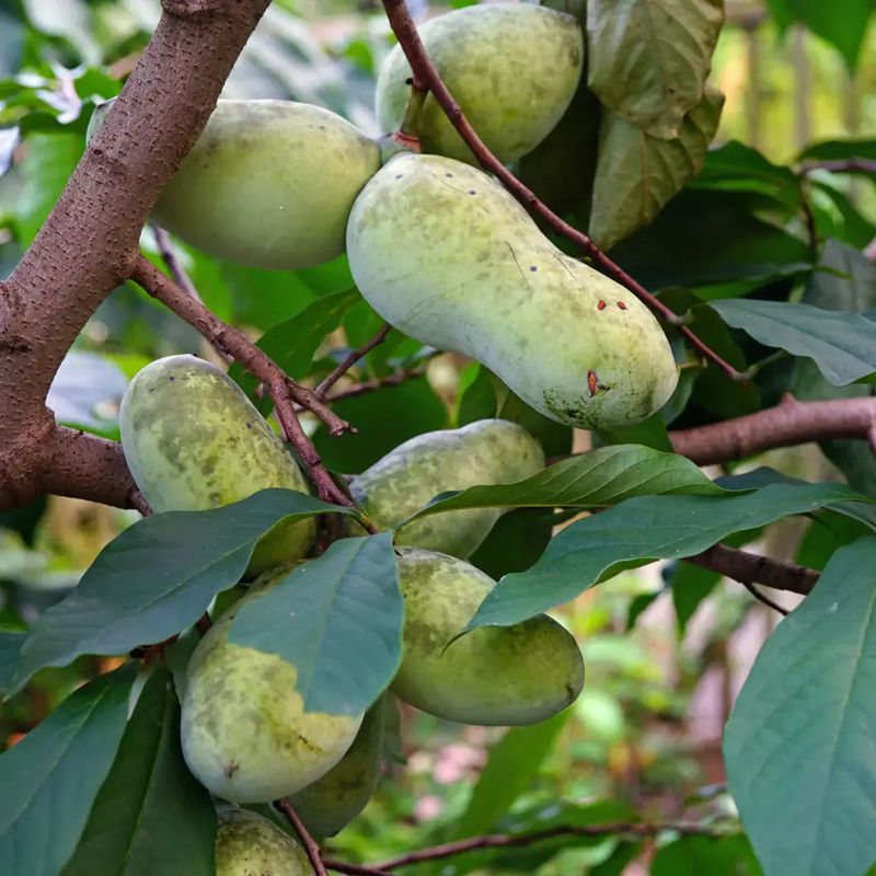 Pawpaw Trees