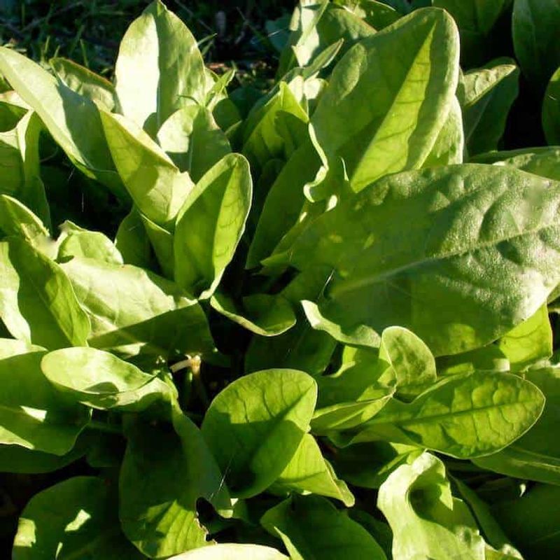 Sorrel Adds Early Flavor And Grows Reliably