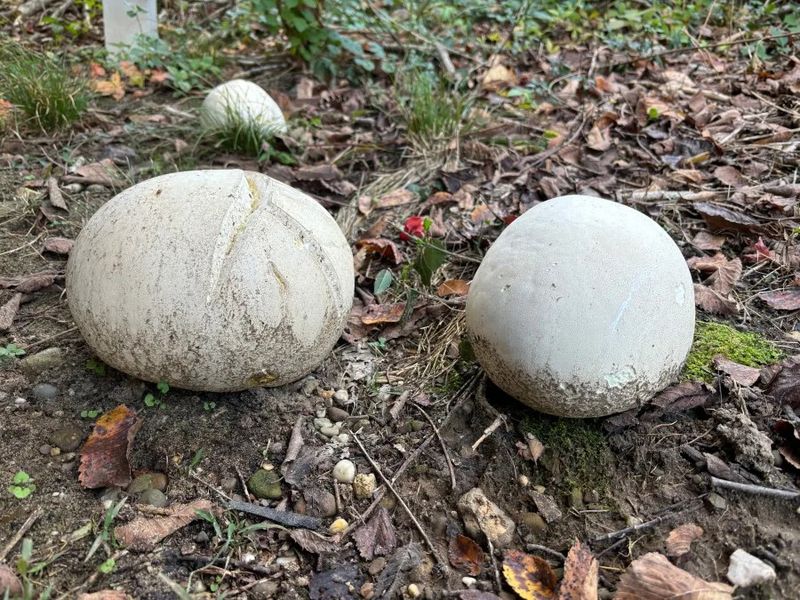 Giant Puffballs Are The Backyard Giants You Can't Miss
