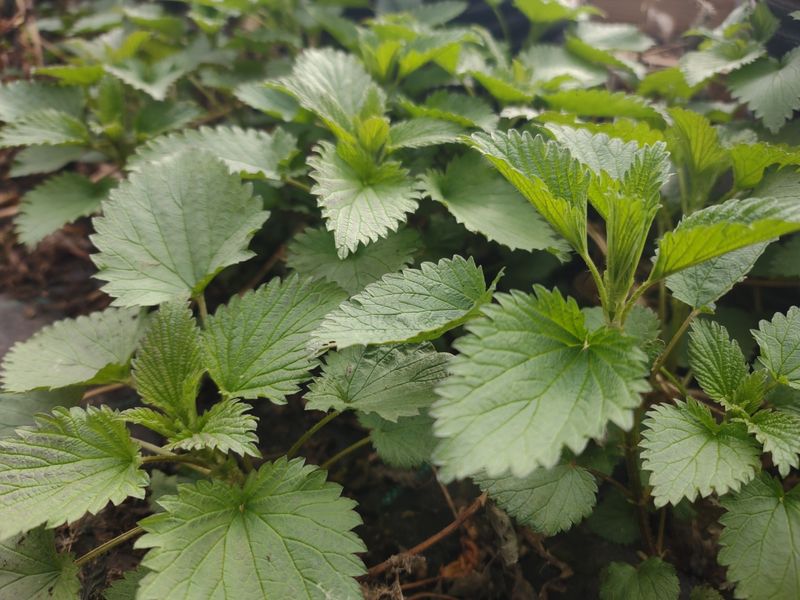 Stinging Nettle