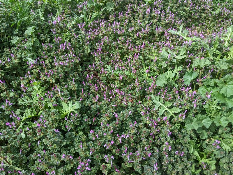 Henbit Crowds Weak Spots And Fills Open Areas Fast