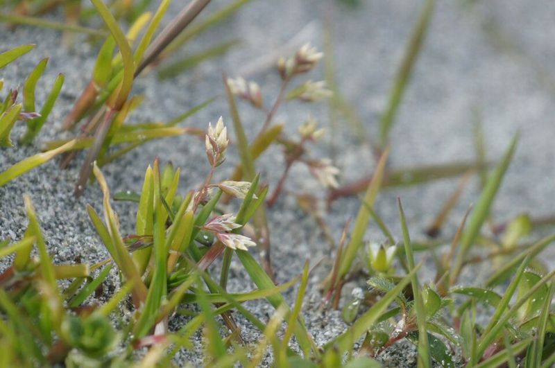 Annual Bluegrass Pops Up Fast In Georgia Lawns