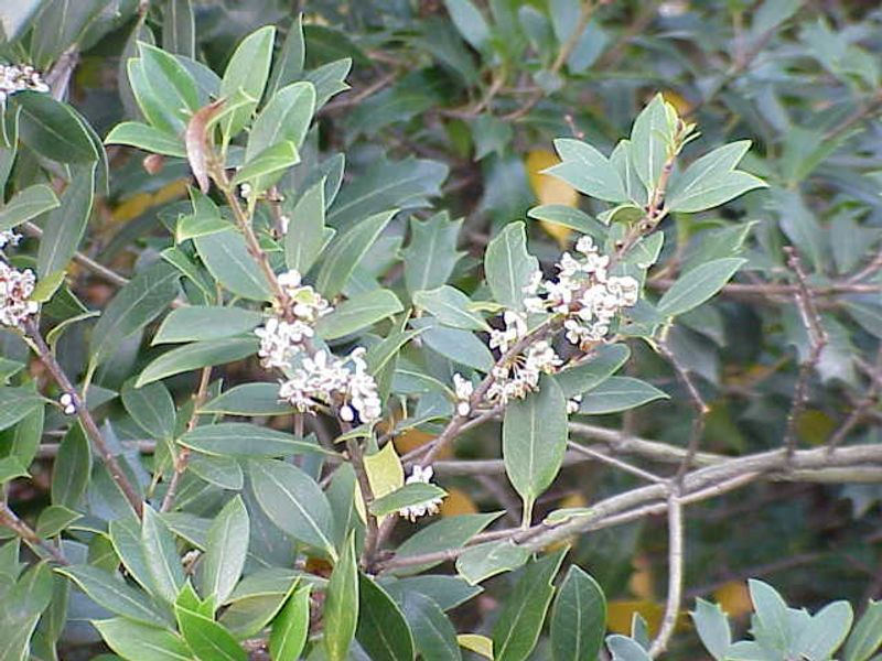 Osmanthus Forms A Fragrant And Dense Evergreen Screen