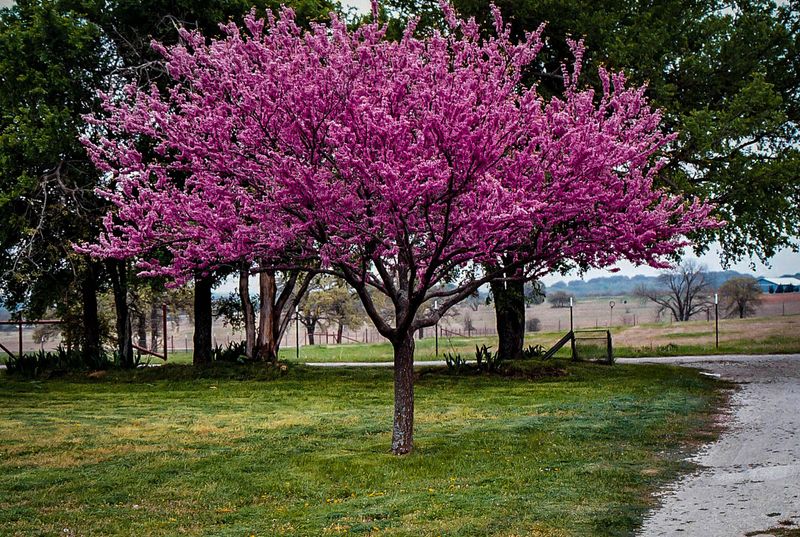 Western Redbud