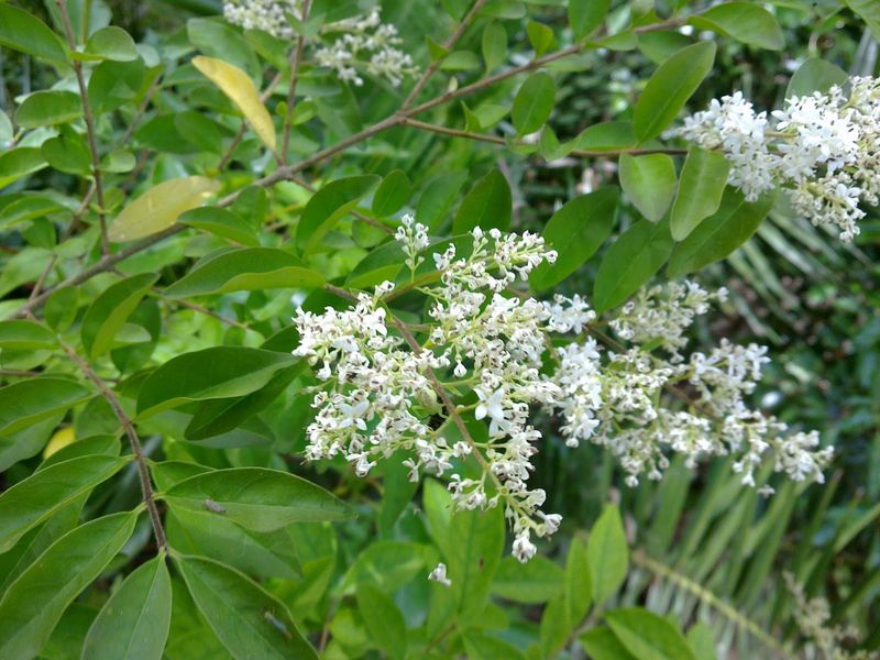 European Privet