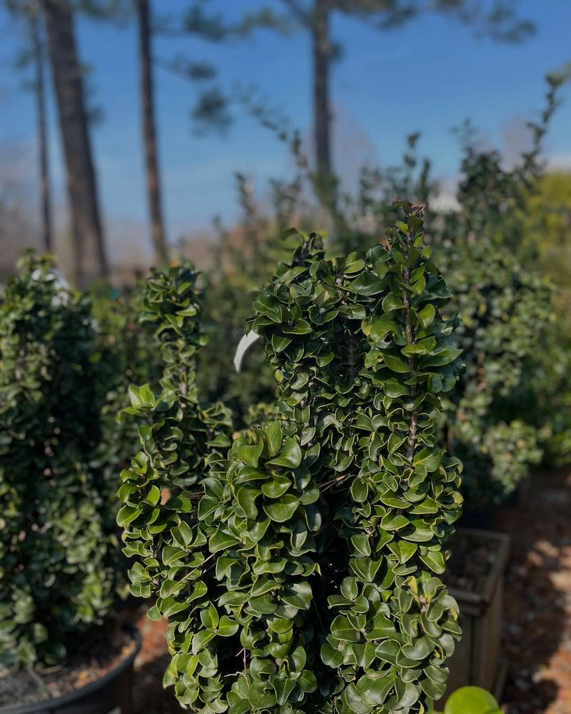 Japanese Or Curly-Leaf Privet (Ligustrum Japonicum)
