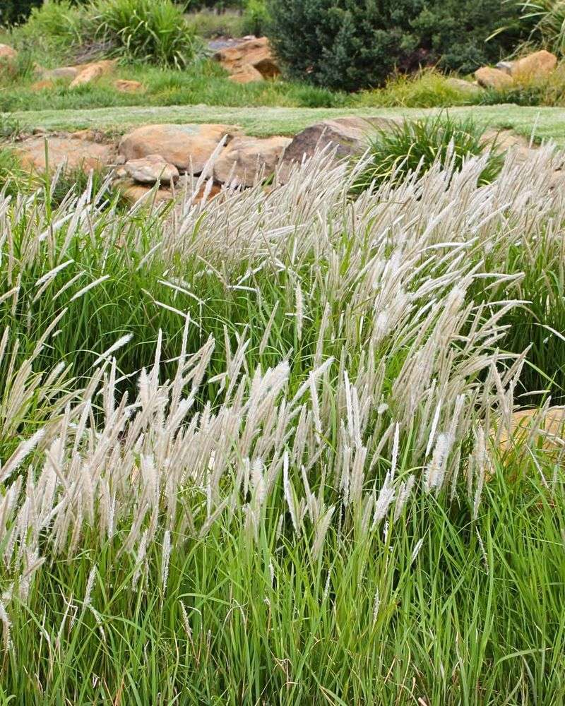 Cogongrass Classified As A Federal Noxious Weed