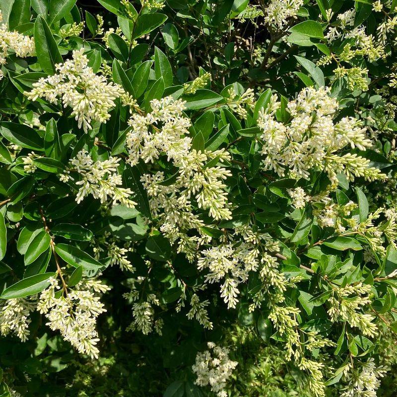 Dense Growth Blocks Light And Crowds Out Native Plants