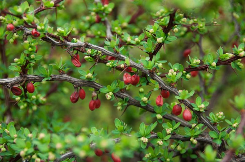 Japanese Barberry