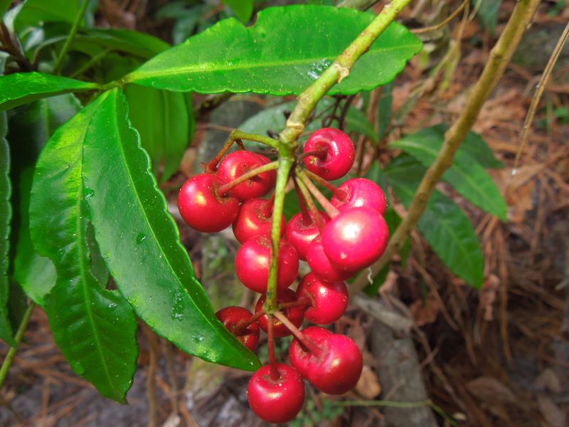 Coral Ardisia Sneaks Through Shade