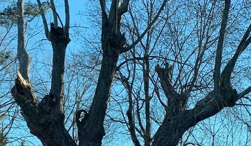 Hazardous Or Structurally Compromised Trees (Any Species)