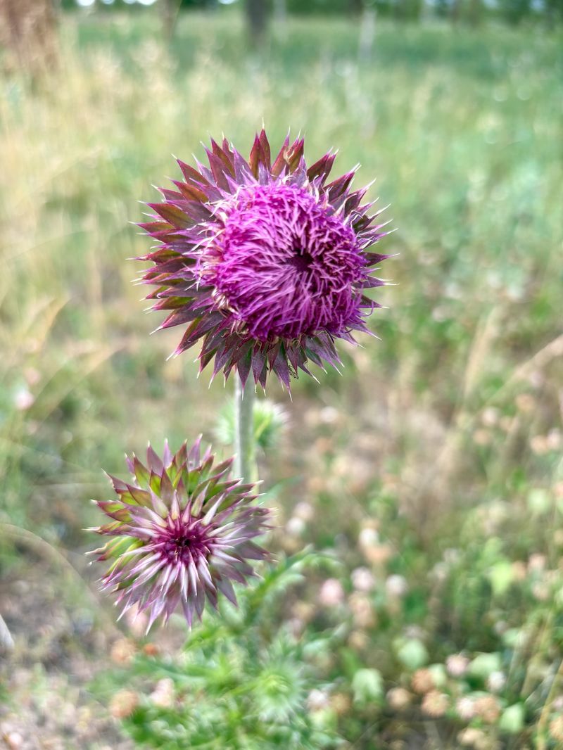 Musk Thistle