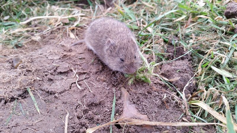 Mice And Voles Feed On Bulbs Below The Surface