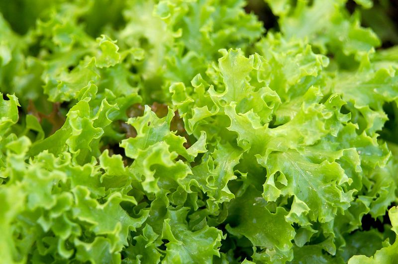 Lettuce 
