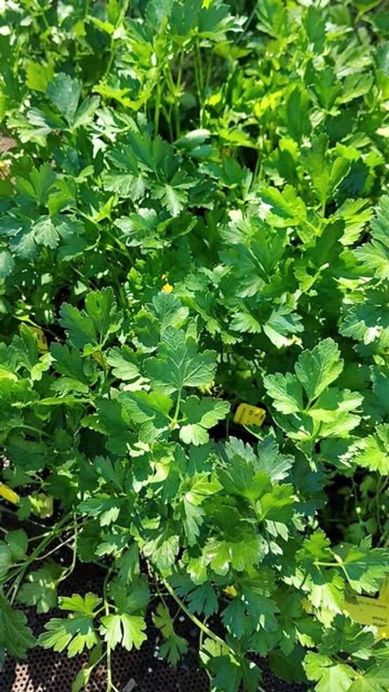 Parsley (Petroselinum Crispum)