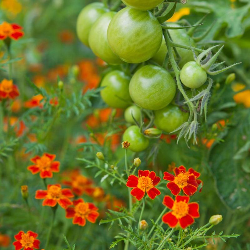 Marigolds (Tagetes spp.)