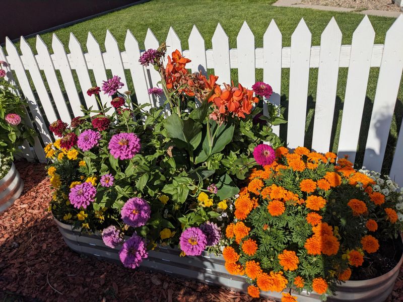 Marigolds And Zinnias