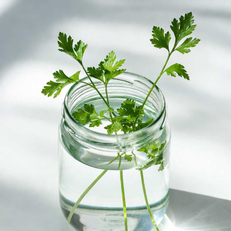 Parsley Provides Bright Leaves Indoors With Minimal Effort