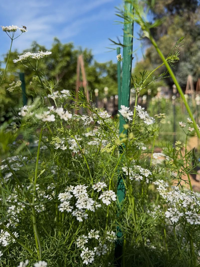 Cilantro Draws Beneficial Insects Early In The Season