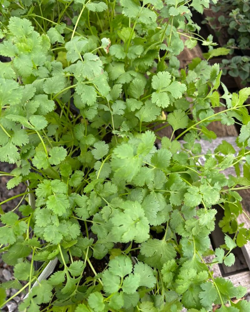 Cilantro Lasts Longer When Picked Often