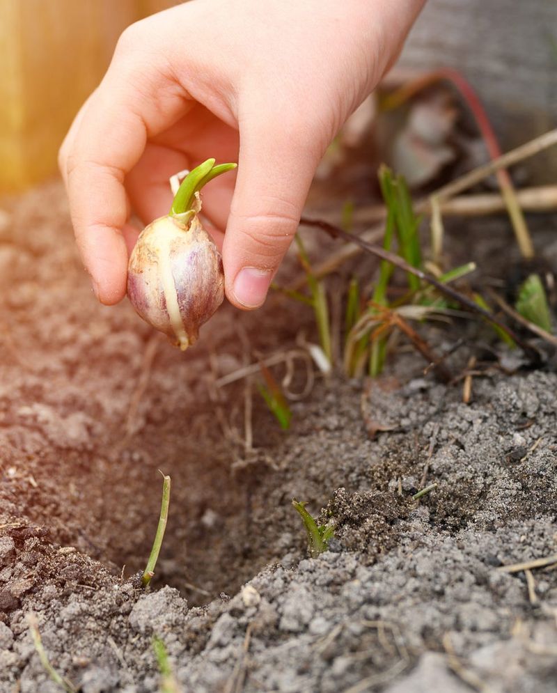 Garlic Adds A Strong Scent To Tomato Beds
