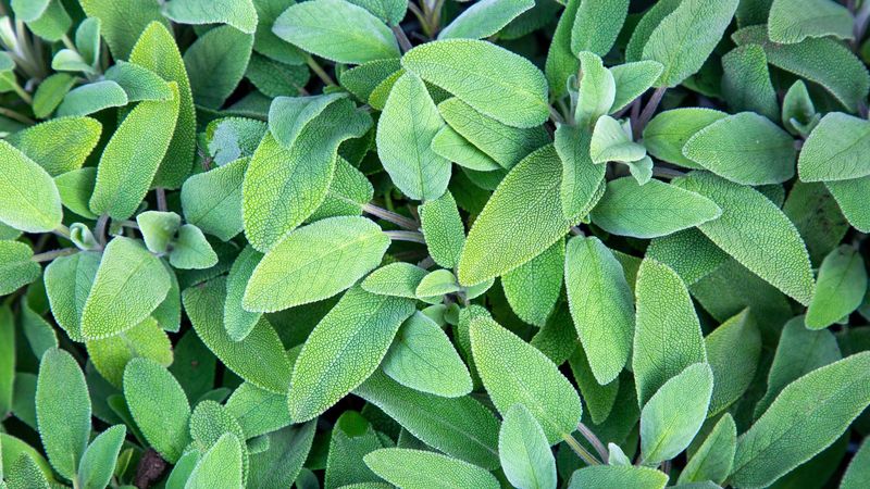 Sage Naturally Repelling Common Garden Pests