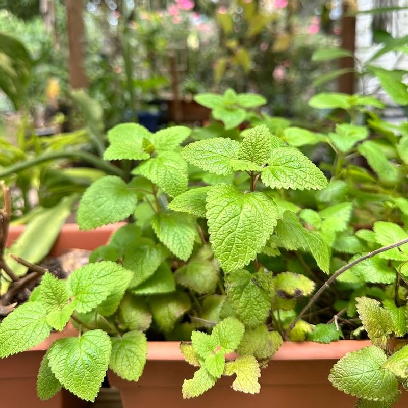 Lemon Balm Stays Bushy With Frequent Harvesting
