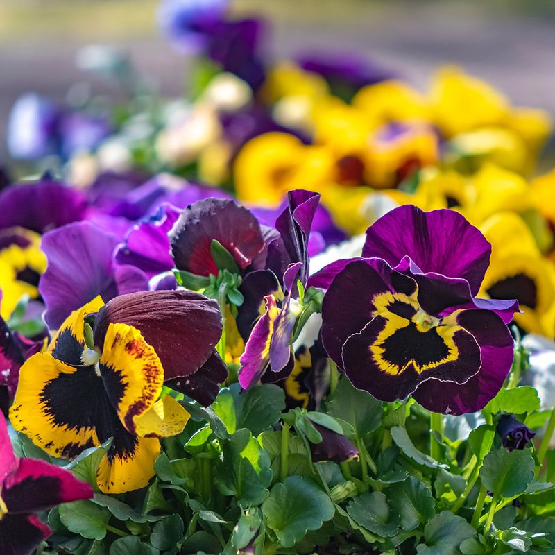 Pansies Bring Color Through Cool Michigan Days
