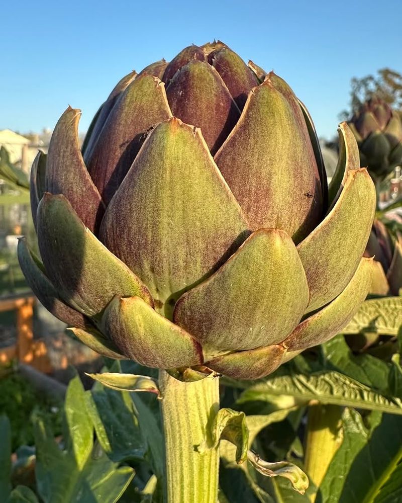 Artichoke