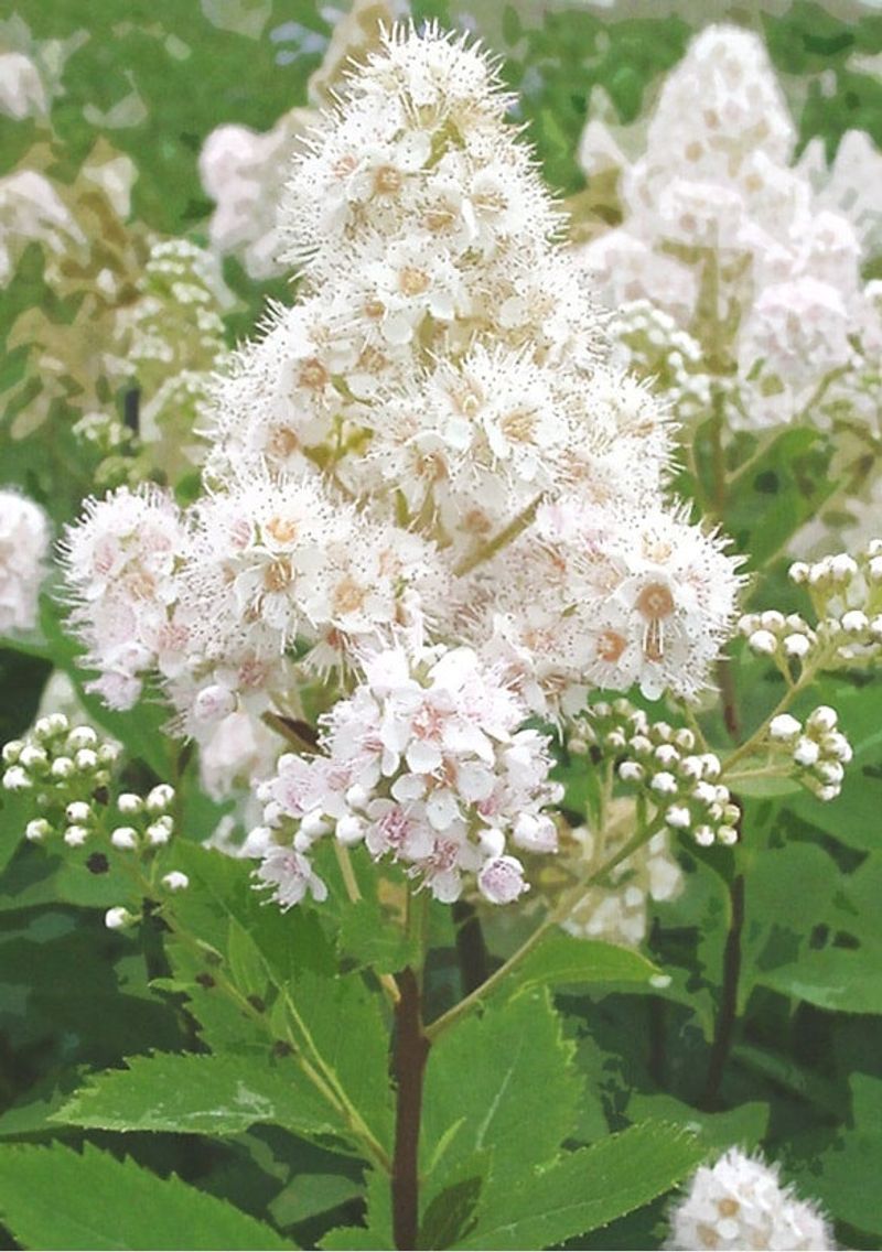 Meadowsweet Grows Well In Moist Michigan Soils