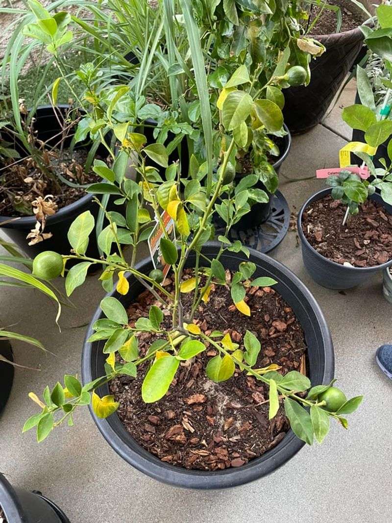 Use Fast-Draining Soil