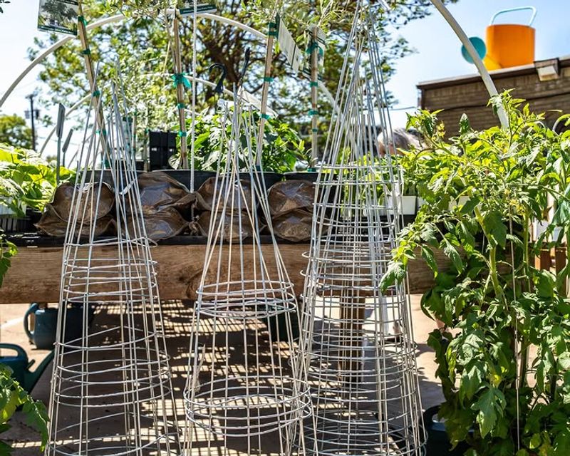 Cage Or Stake Plants Early