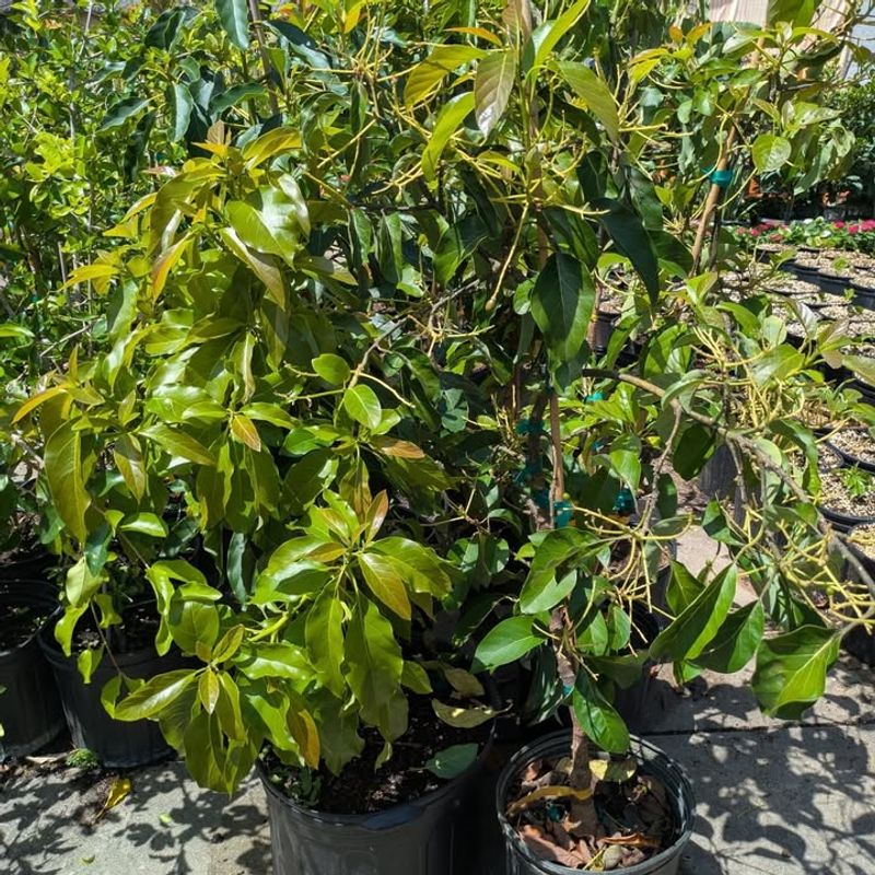 Use A Large Container To Support Root Growth