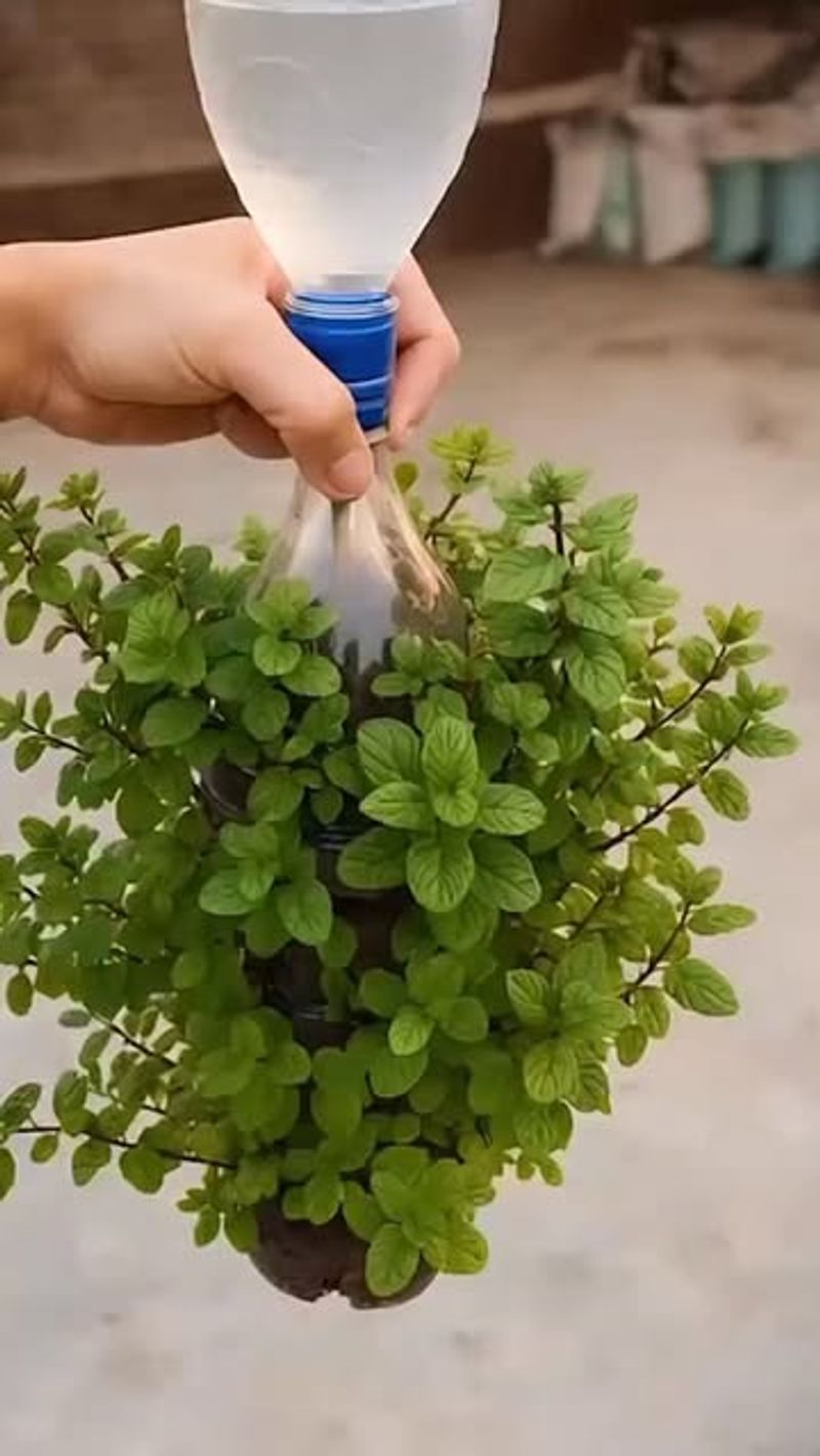 Prepare A Clean Plastic Bottle Planter