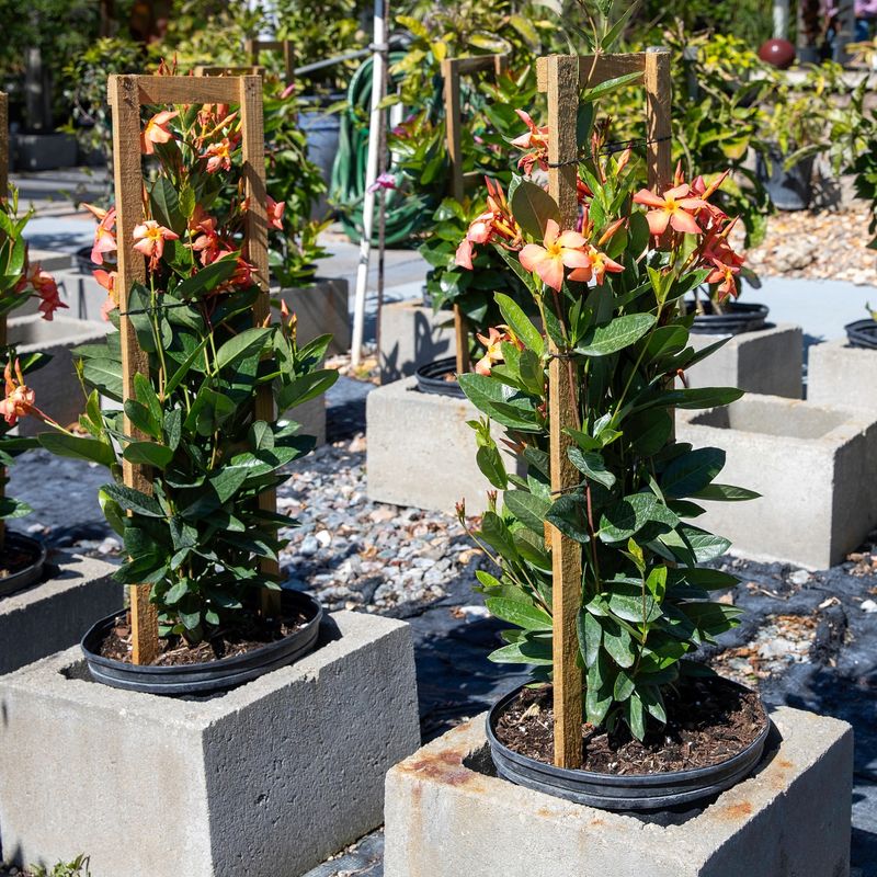 Use Well-Draining Soil To Prevent Root Problems