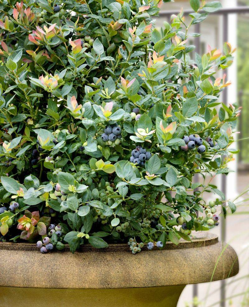Use A Large Container With Excellent Drainage