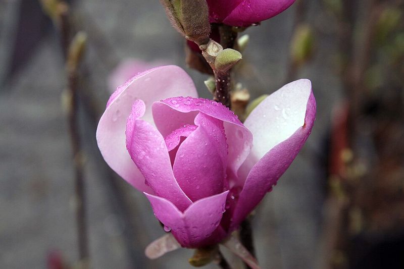 Consider Evergreen Vs Deciduous Magnolia Varieties
